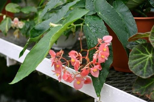 B. ‘Kazaribina’